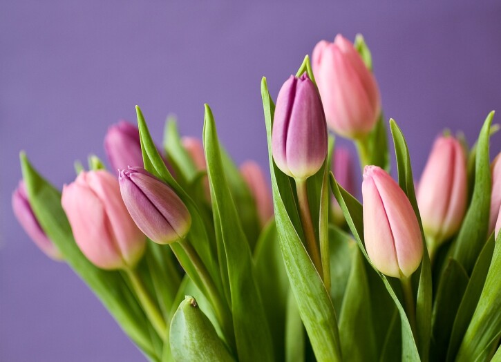 fioletowy bukiet kwiatów